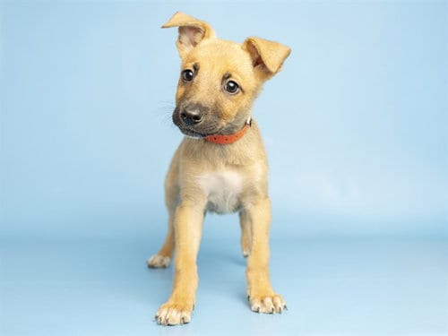 Photo of Big Bessie, adoptable German Shepherd Dog in Phoenix, Arizona