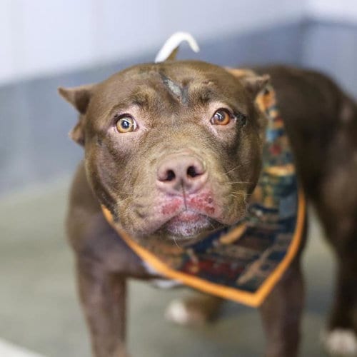 Photo of Turtle, adoptable American Staffordshire Terrier in San Antonio, Texas