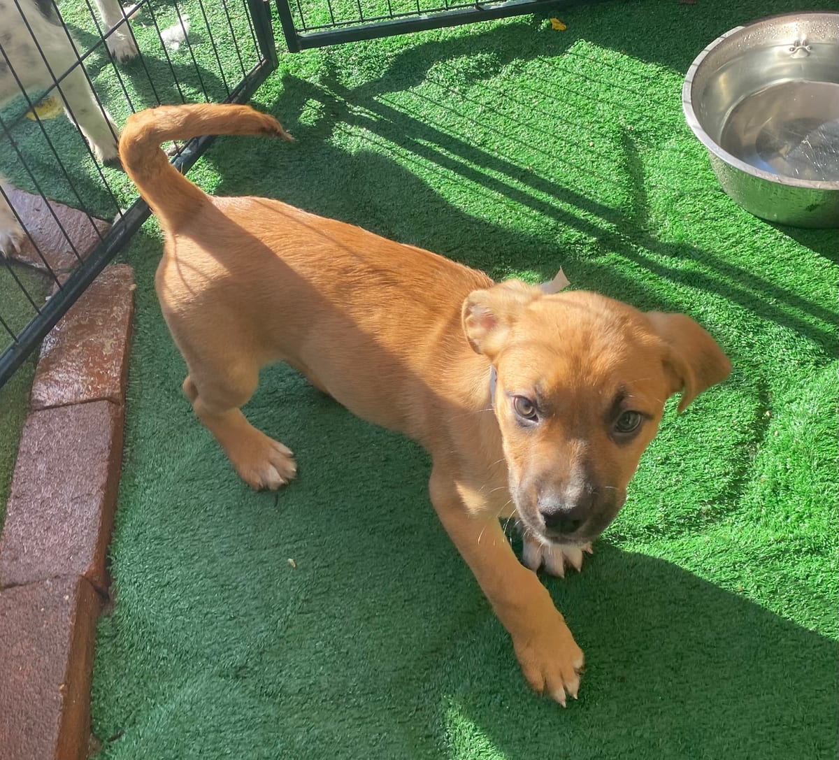 Photo of Ralphie, adoptable American Staffordshire Terrier in San Diego, California