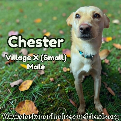 Photo of Chester, adoptable Spaniel in Anchorage, Alaska
