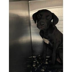 Photo of Stormy, adoptable Labrador Retriever in Baton Rouge, Louisiana