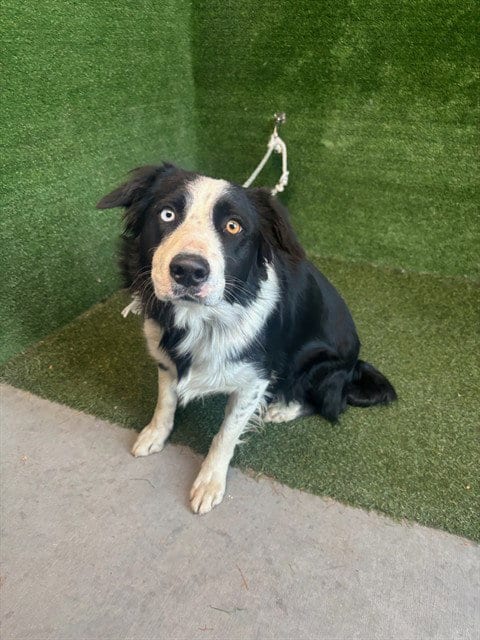 Photo of Maya, adoptable Border Collie in Lancaster, California