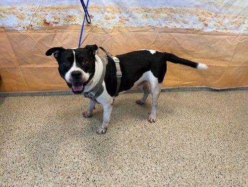 Photo of Renshi, adoptable American Bulldog in Miami, Florida