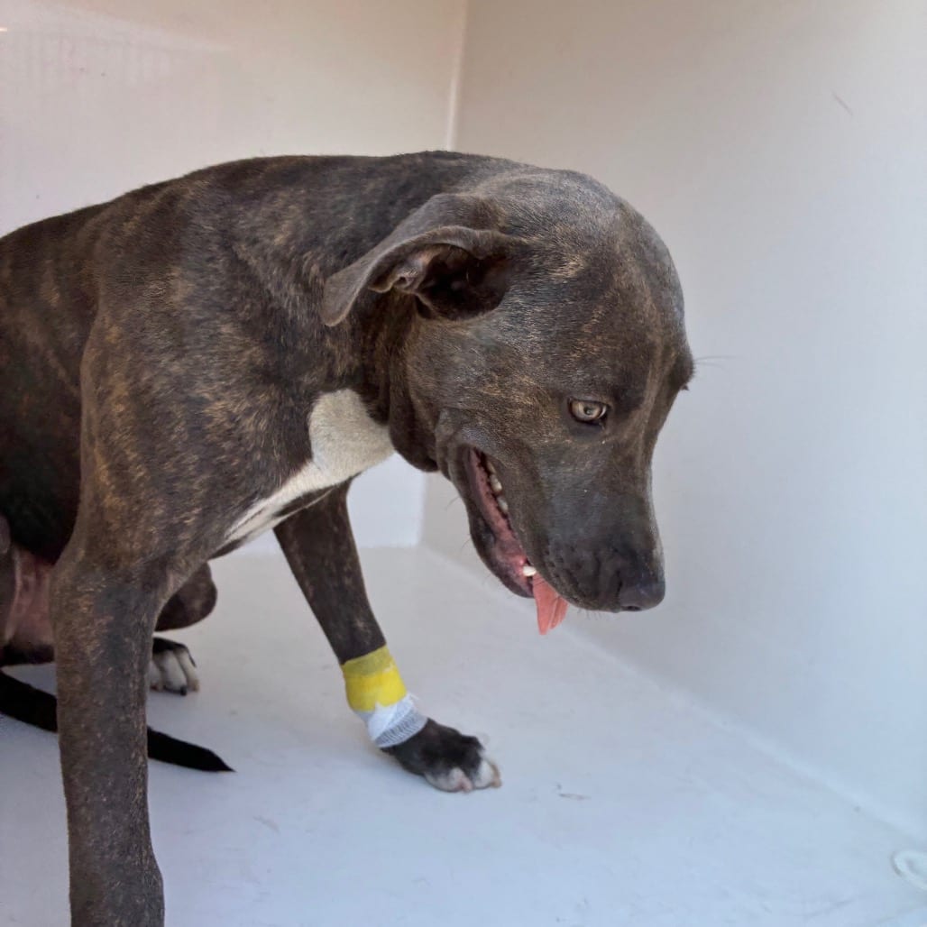 Photo of Talina, adoptable Mixed Breed (Medium) in Chattanooga, Tennessee