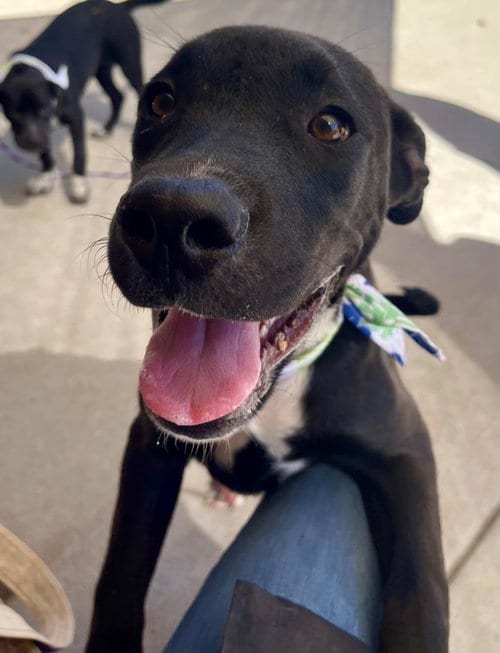 Photo of Jack, adoptable Labrador Retriever in Tulsa, Oklahoma