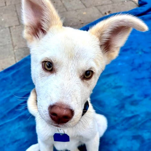 Photo of Hayes, adoptable Unknown breed in Oakland, California
