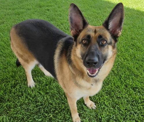 Photo of Bella, adoptable German Shepherd Dog in Albuquerque, New Mexico