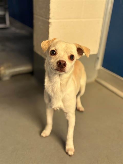 Photo of Jack, adoptable Chihuahua in Visalia, California