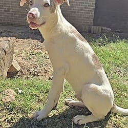 Photo of Cha Cha Slide, adoptable Australian Shepherd in East Hartford, Connecticut
