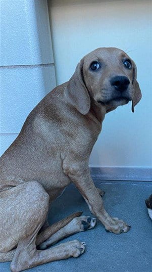 Photo of Osaka, adoptable Mastiff in Corpus Christi, Texas