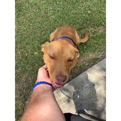 Photo of Sunshine, adoptable American Pit Bull Terrier in Baton Rouge, Louisiana