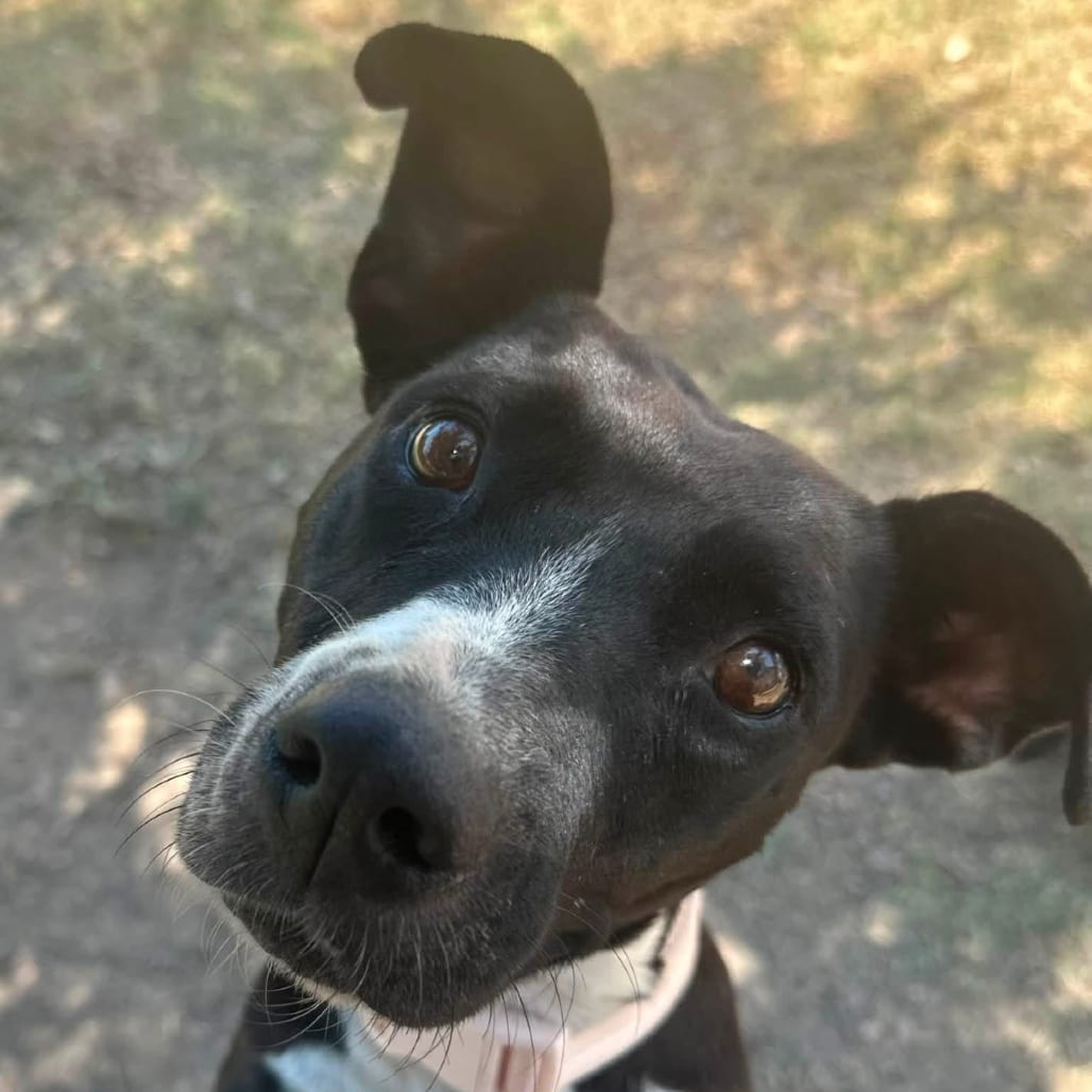 Photo of Peaches, adoptable Terrier in Marshall, Texas