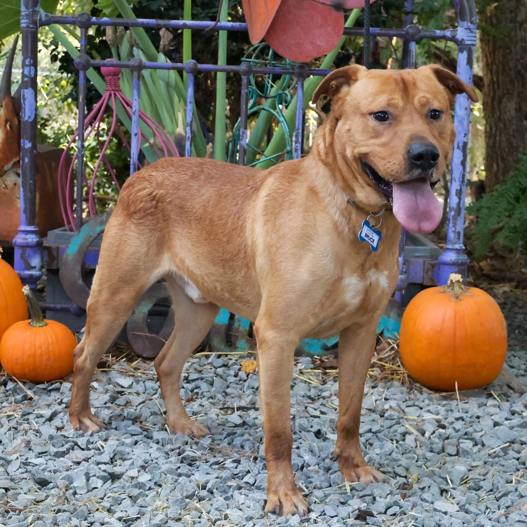 Photo of Bruce, adoptable Retriever, Labrador in Wake Forest, North Carolina