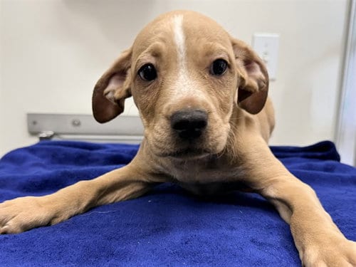 Photo of Morrissey, adoptable Labrador Retriever in San Clemente, California
