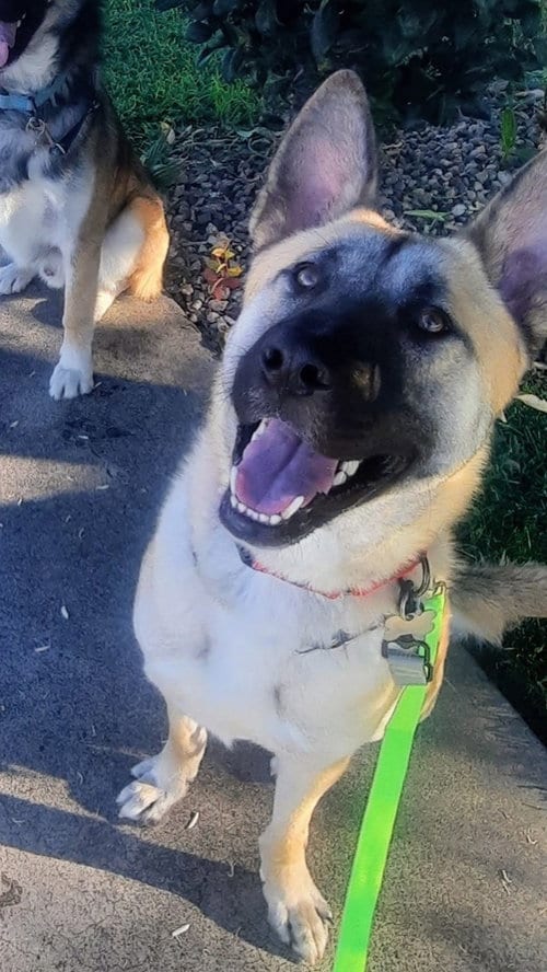 Photo of Enzo, adoptable German Shepherd Dog in Irvine, California