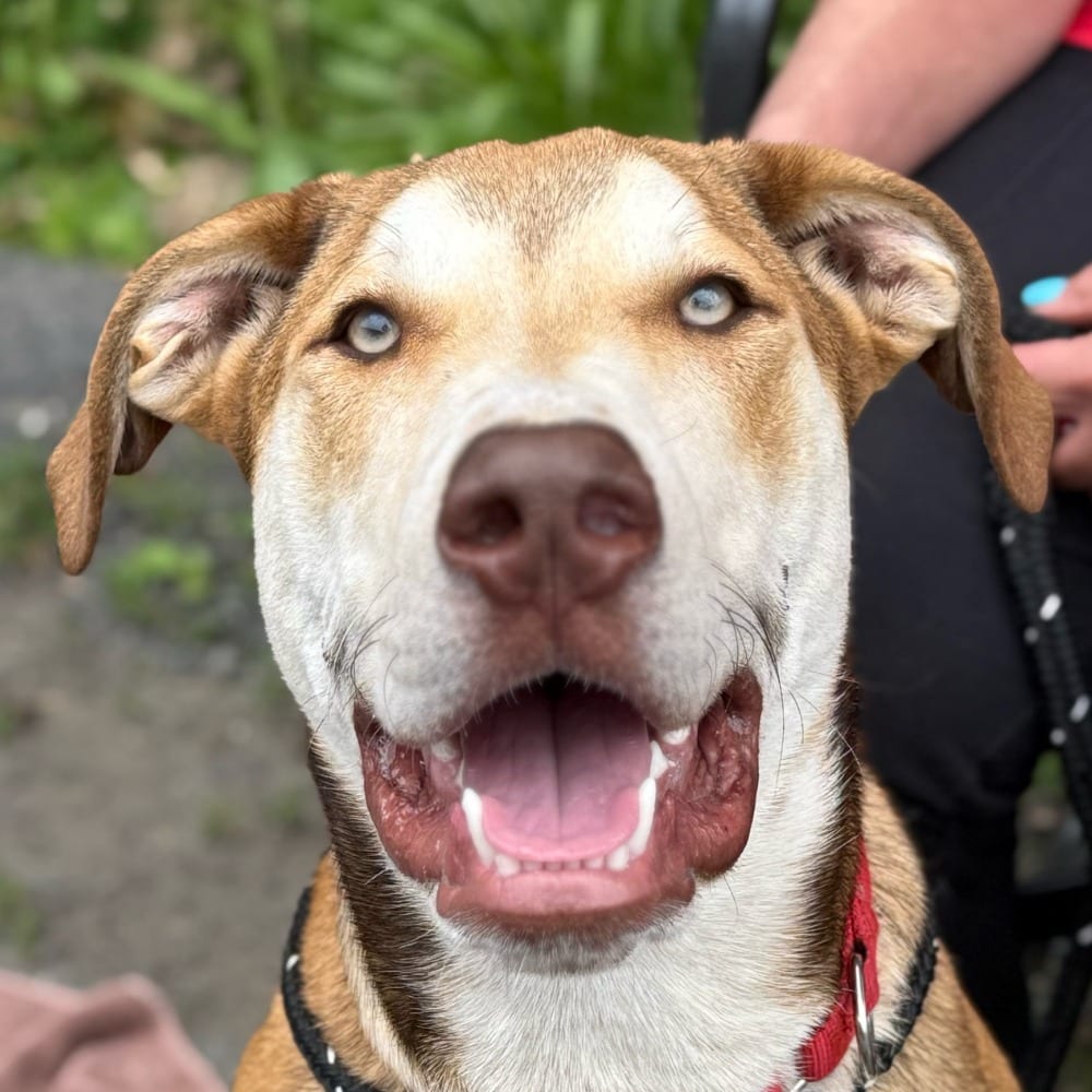 Photo of Odin, adoptable Hound in Bloomfield, Connecticut