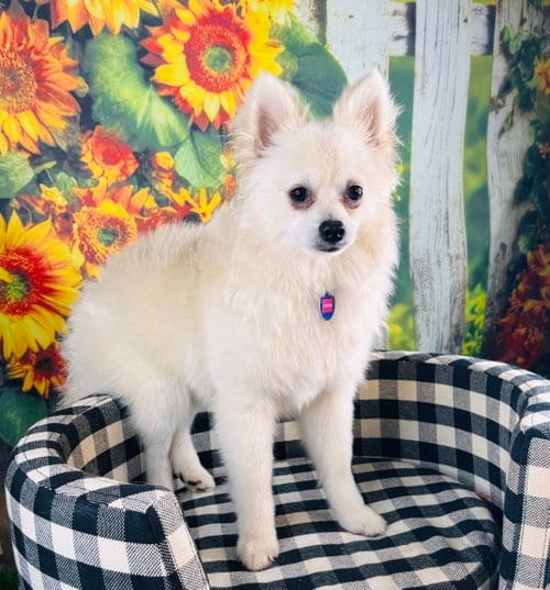 Photo of Vortex, adoptable Pomeranian in Garland, Texas