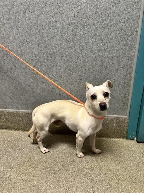 Photo of Shadow, adoptable Chihuahua in Las Vegas, Nevada