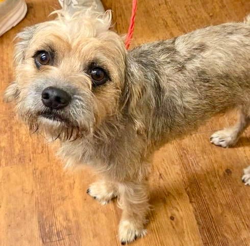 Photo of Hudson, adoptable Border Terrier in Evergreen, Colorado