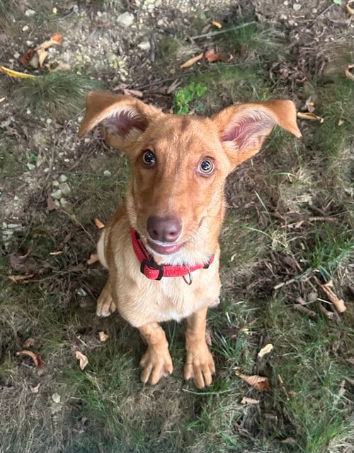 Photo of Dobby, adoptable Golden Retriever in Stephens City, Virginia