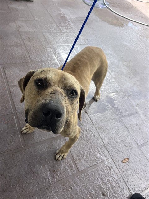 Photo of Max, adoptable American Bulldog in Miami, Florida