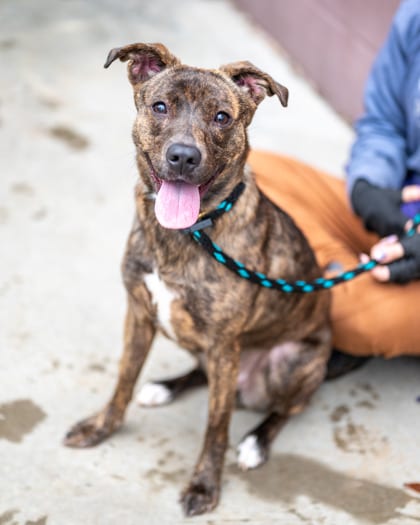 Photo of Barcelona, adoptable dog in Chamblee, Georgia