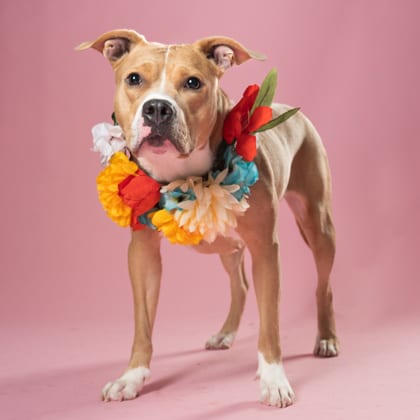 Photo of Chloe, adoptable dog in Atlanta, Georgia