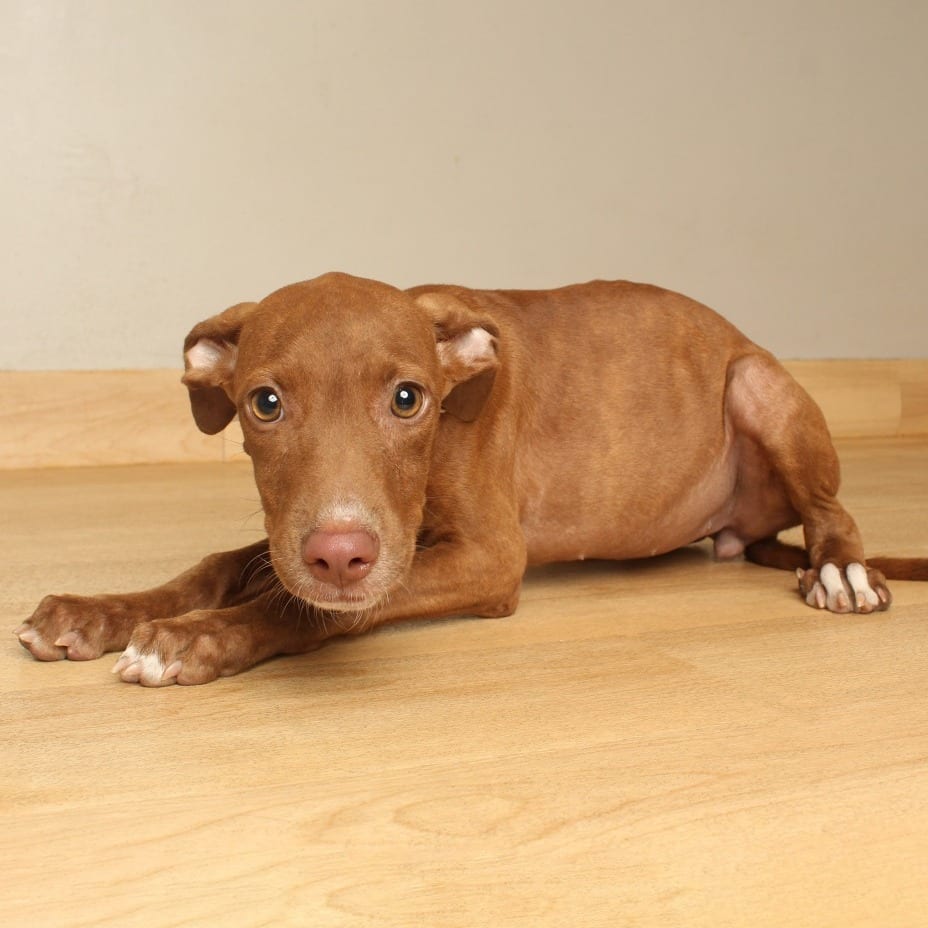Photo of Maisie D71253, adoptable Retriever, Labrador / Terrier in Minnesota, Minnesota