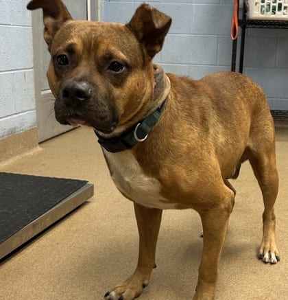 Photo of Nolan, adoptable dog in Chamblee, Georgia