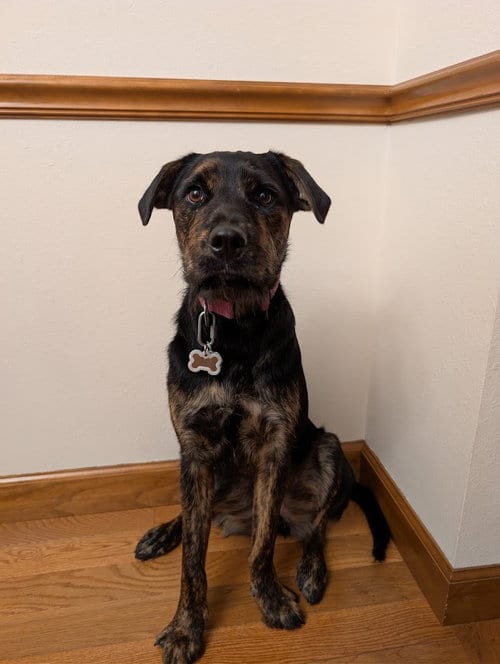 Photo of Raisin, adoptable Rottweiler in O'Fallon, Illinois
