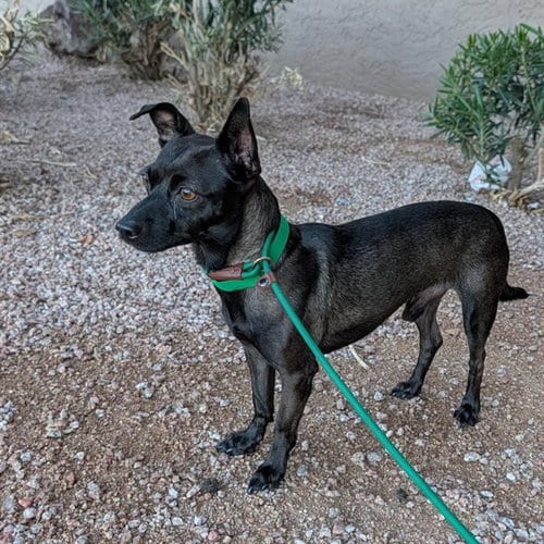 Photo of Charlie Brown, adoptable Chihuahua in Phoenix, Arizona