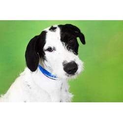 Photo of Dot, adoptable Pointer Poodle (Standard) in Ft Lauderdale, Florida