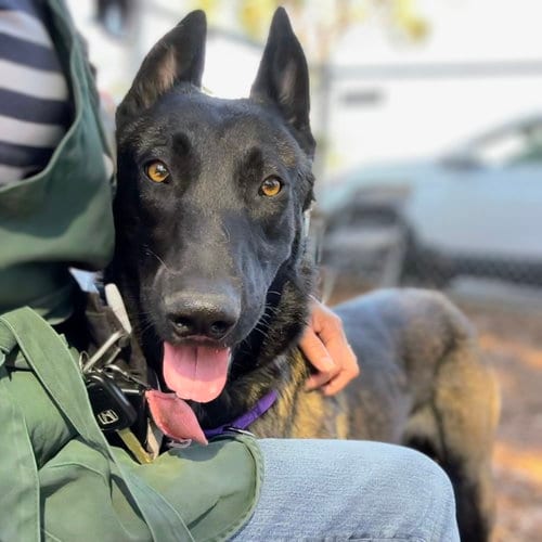 Photo of Periwinkle, adoptable Belgian Shepherd Malinois in Oakland, California