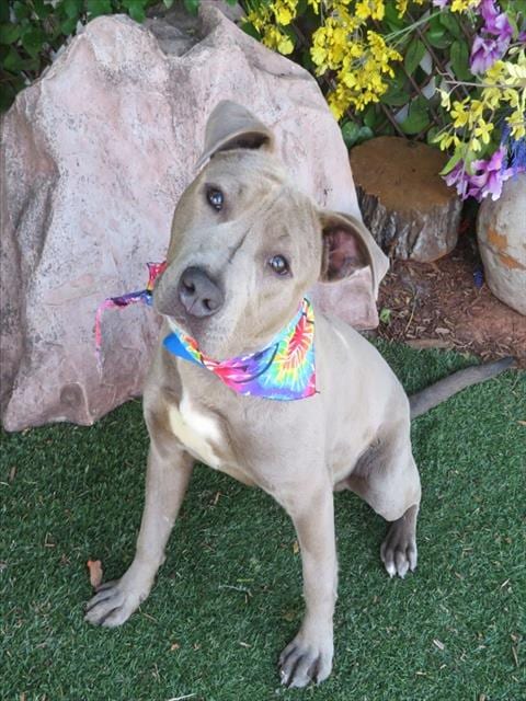 Photo of Ernie, adoptable American Pit Bull Terrier in Oklahoma City, Oklahoma