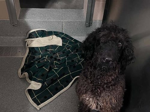 Photo of Michael, adoptable Poodle (Standard) in Orange, California