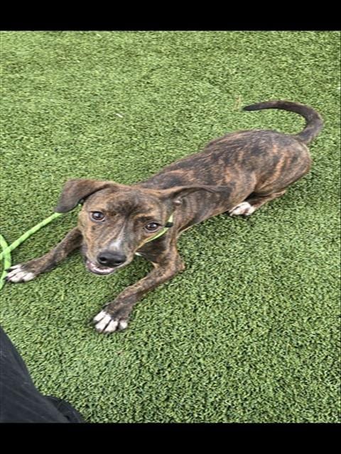 Photo of Costco, adoptable Plott Hound in Houston, Texas
