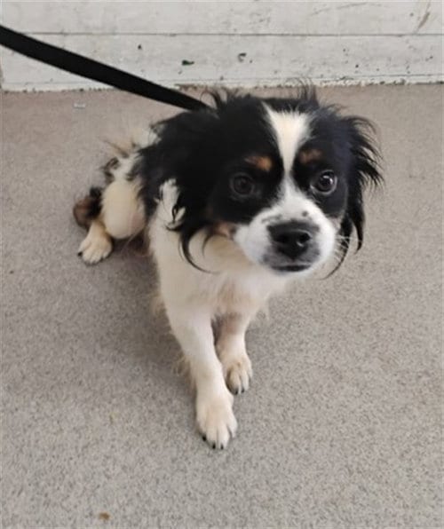 Photo of Banksy, adoptable Chihuahua in San Bernardino, California
