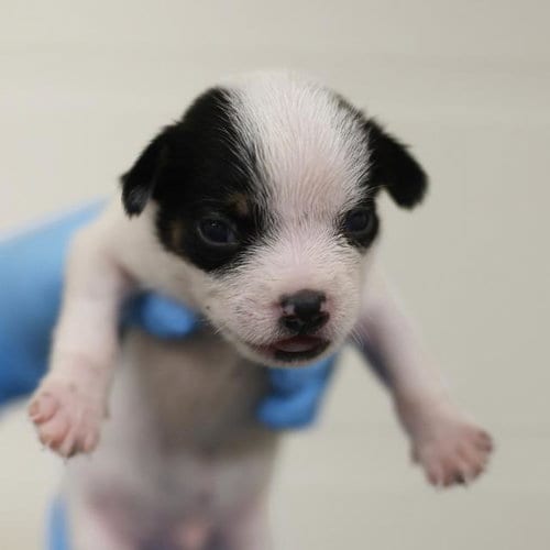 Photo of Storm, adoptable Terrier in San Antonio, Texas