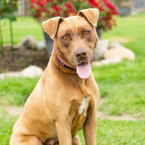 Photo of Hanna, adoptable Labrador Retriever in Camarillo, California
