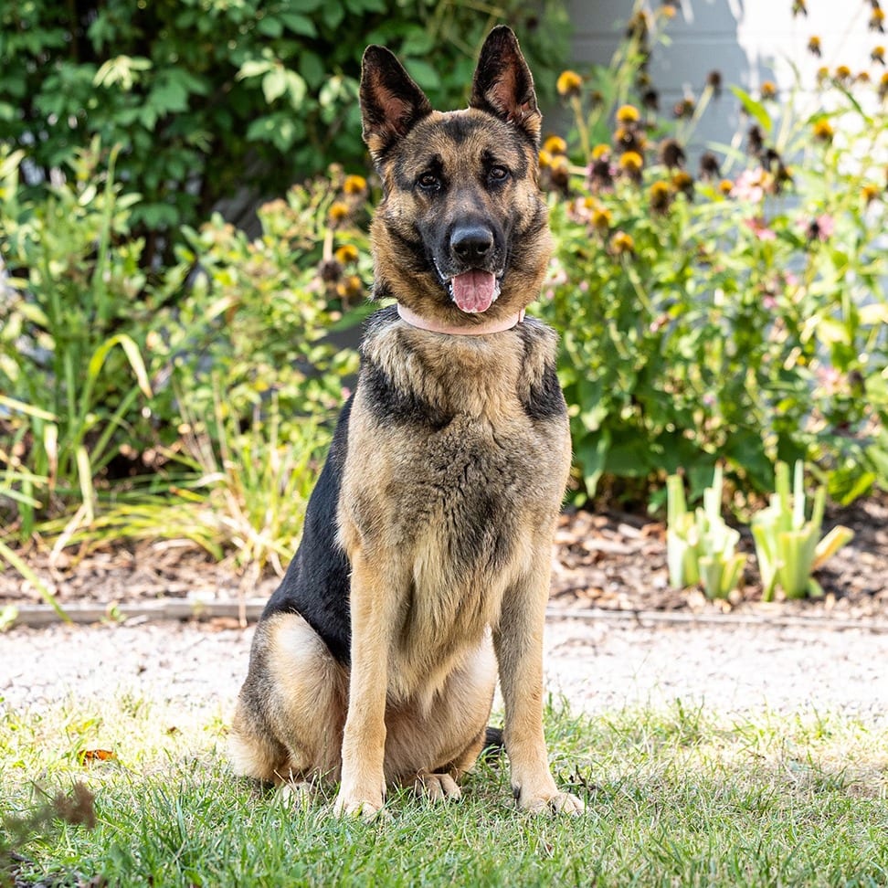 Photo of Freya, adoptable Shepherd, German in Council Bluffs, Iowa
