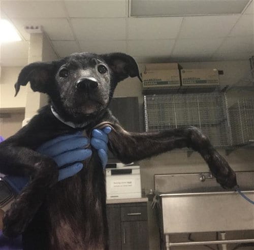 Photo of Jolene, adoptable American Pit Bull Terrier in Conroe, Texas