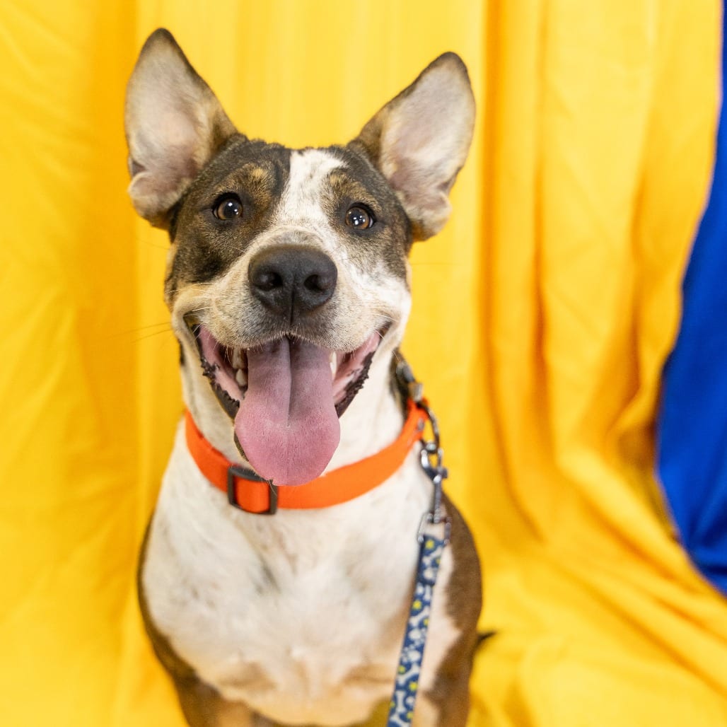 Photo of Ursula, adoptable Mixed Breed (Medium) in Gainesville, Florida