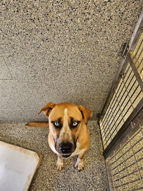 Photo of Thunder, adoptable Mastiff in Paradise, California