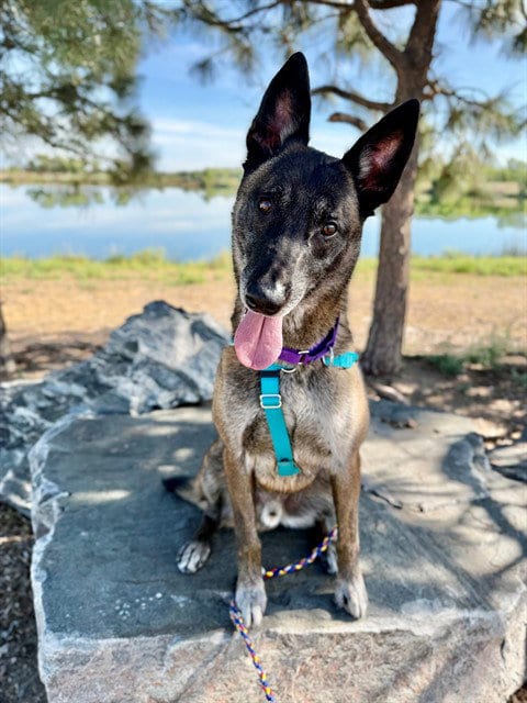 Photo of Cairo, adoptable Belgian Shepherd Malinois in Brighton, Colorado