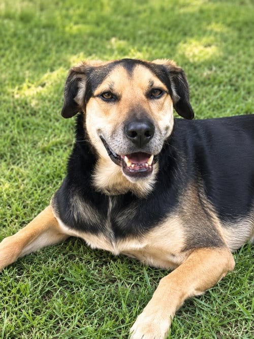 Photo of Fitz, adoptable German Shepherd Dog in Baltimore, Maryland