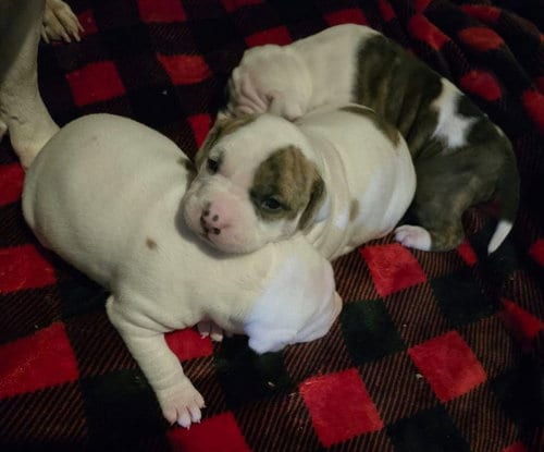 Photo of Cider, adoptable American Bulldog in Frankenmuth, Michigan