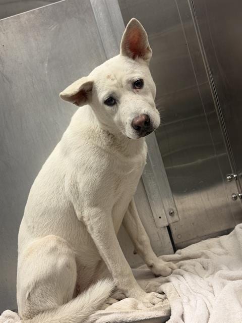 Photo of Trish, adoptable Mixed Breed