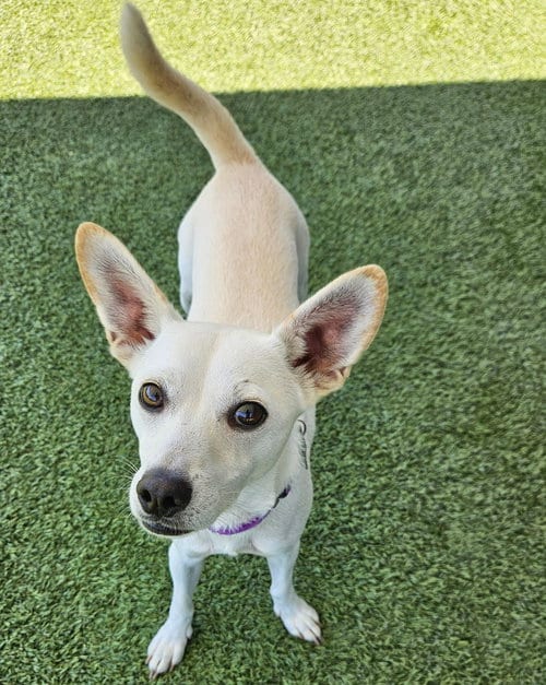 Photo of Padre, adoptable Unknown breed in Rancho Santa Fe, California