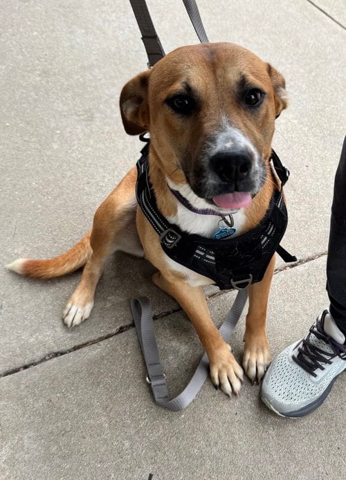 Photo of Sadie, adoptable Labrador Retriever in Greenbelt, Maryland