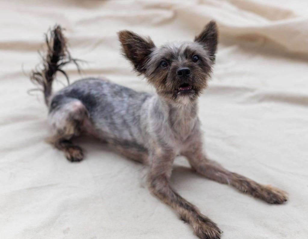 Photo of Junior, adoptable Cairn Terrier in Bloomfield, Connecticut